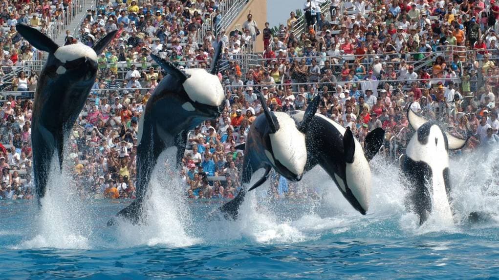 3. Seaworld'de katil balinaların gösterisine tanık olabilirsiniz.