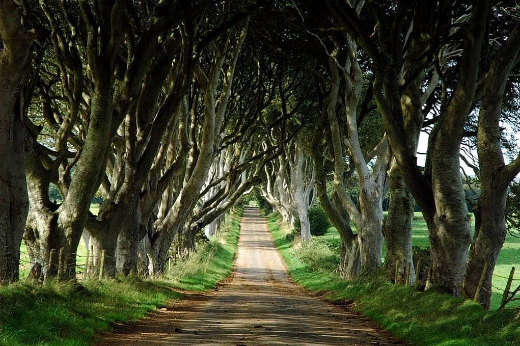 6. Dark Hedges - İrlanda