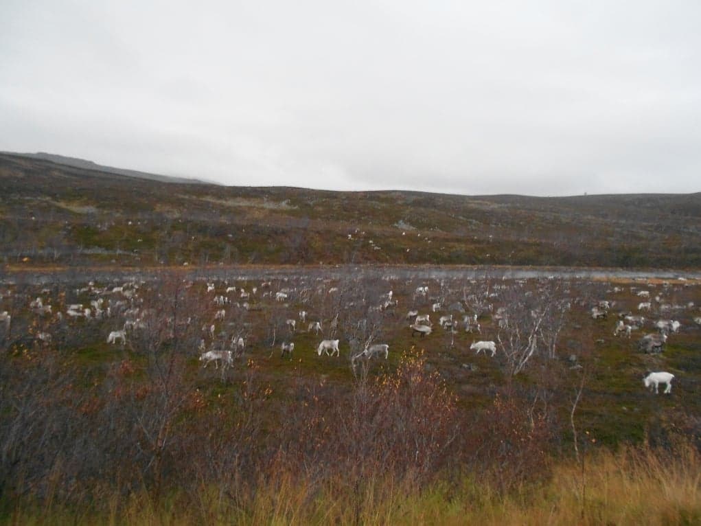 6a. Ülkede hangi hayvanları görebiliriz?