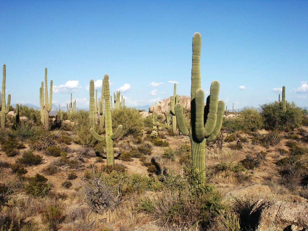 3. Arizona