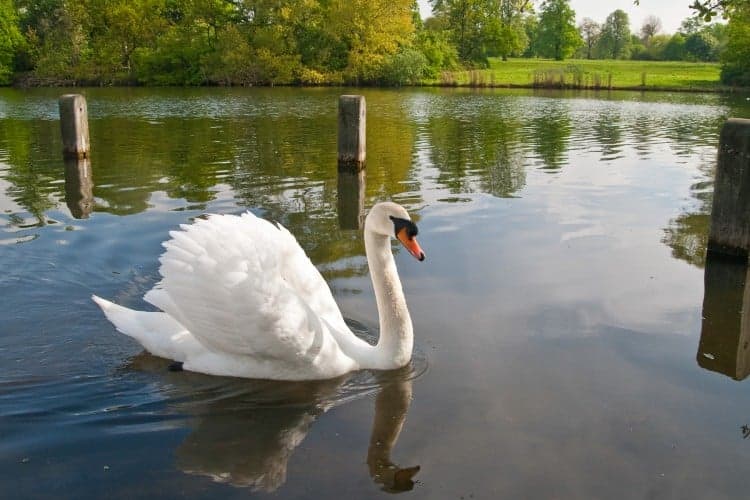 6. Tüm kuğular kraliçeye ait olduğundan öldürülmeleri yasaktır.