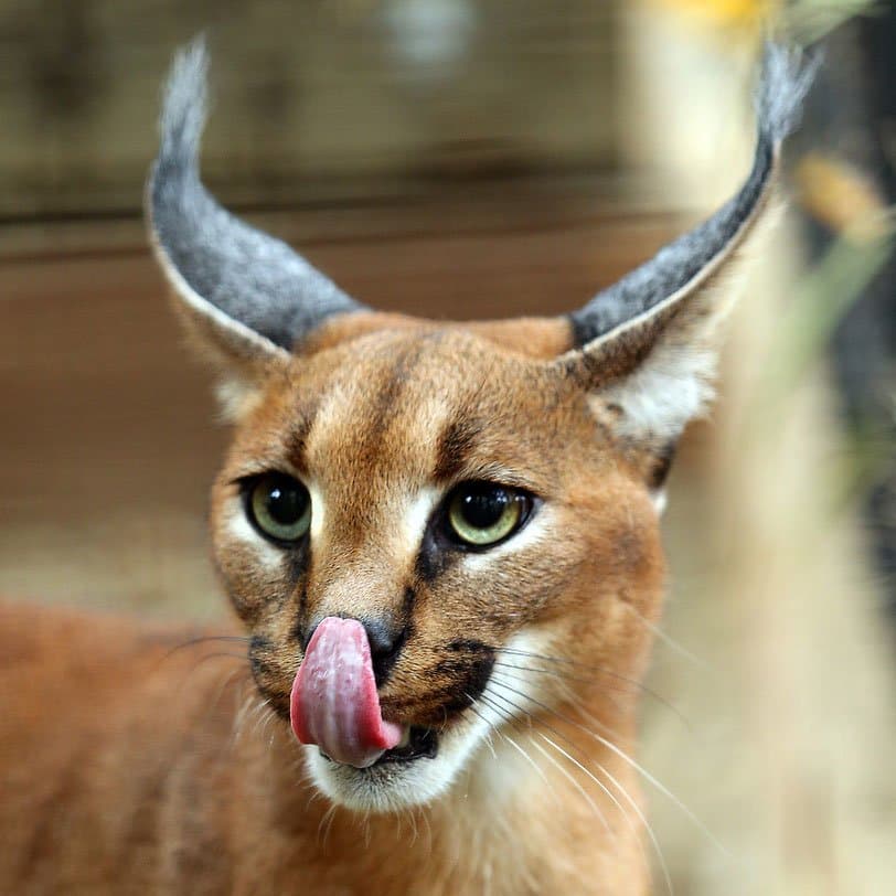 9. Caracal - Karakulak