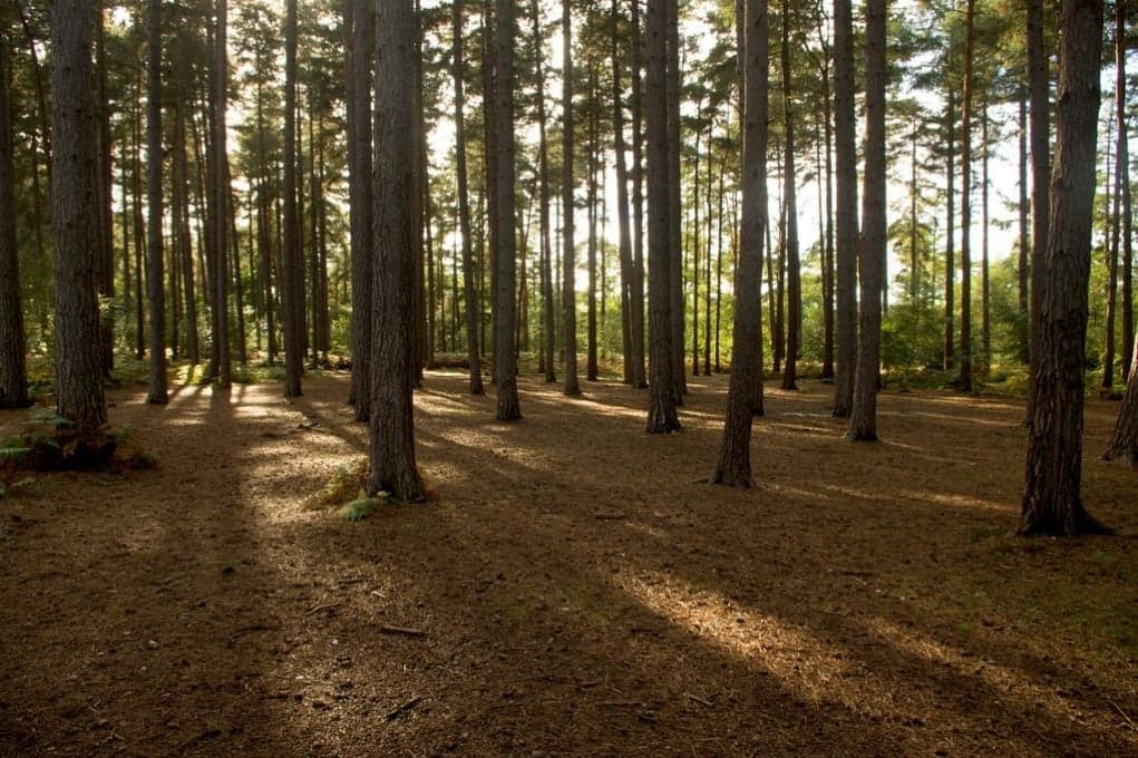 16. Black Park, Slough