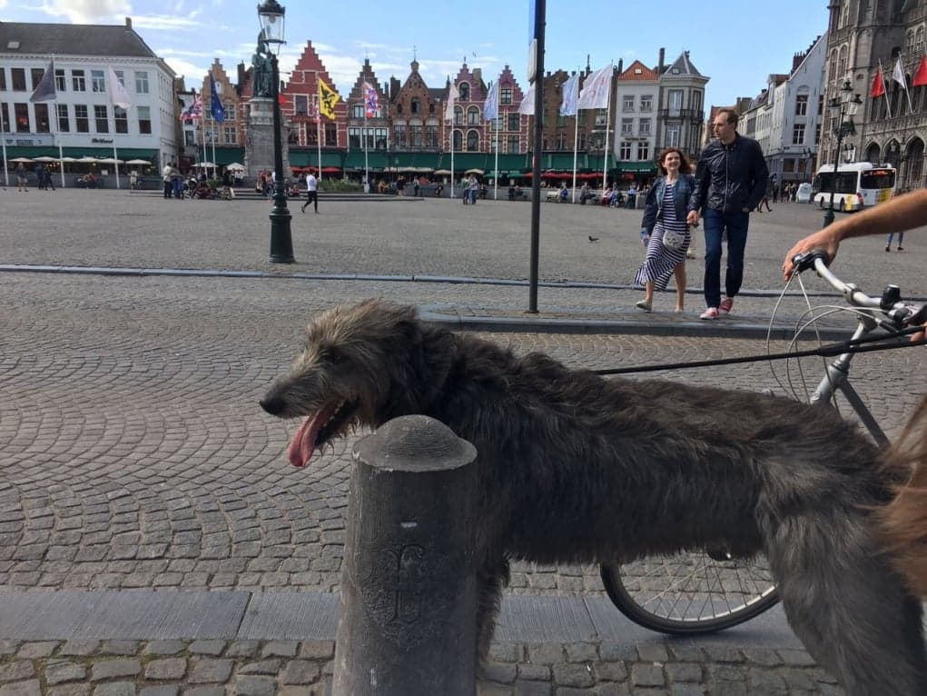 3. Evcil hayvan edinmenin çok yaygın olması.