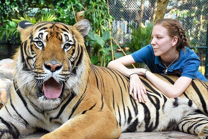 3. Tiger Kingdom'da aslanlara sarılmak.
