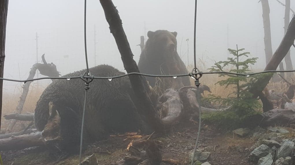 4. Grouse Dağı’na ayı görmeye gidebilirsiniz.
