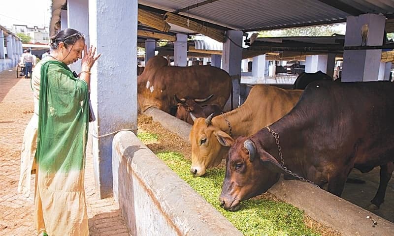 1. Hindistan’da herkes ineklere tapıyor.