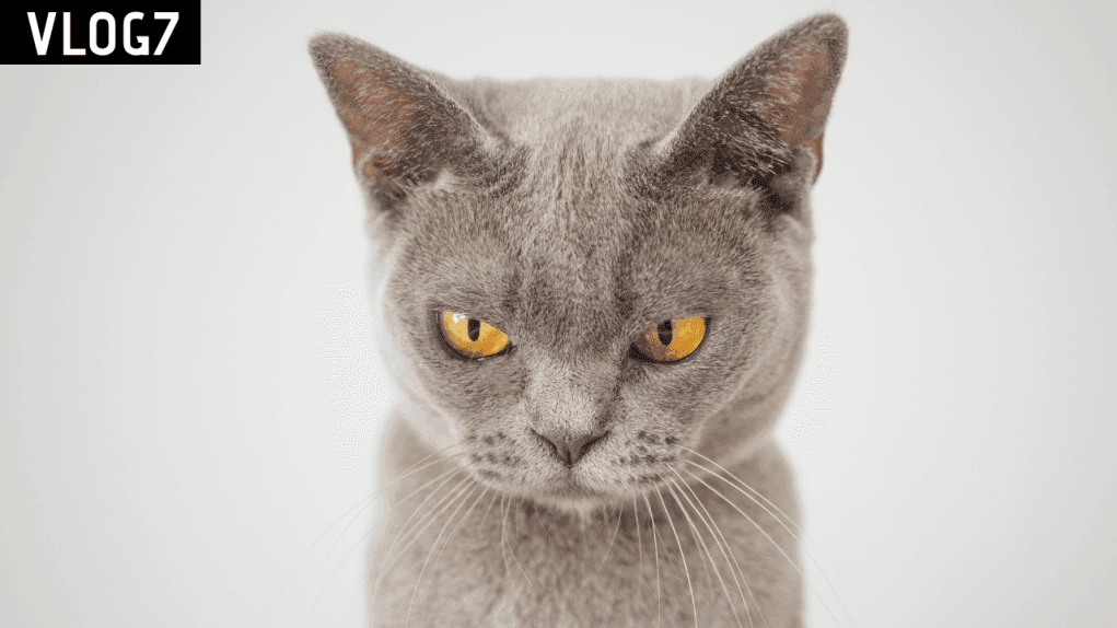 Kedilerle İlgili Bilmeniz Gereken 10 İngilizce Deyim