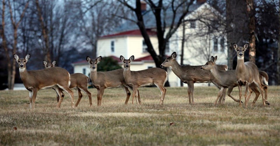 3. Her yerde karşılaşabileceğiniz geyik veya ceylan sürüsü görebilirsiniz.