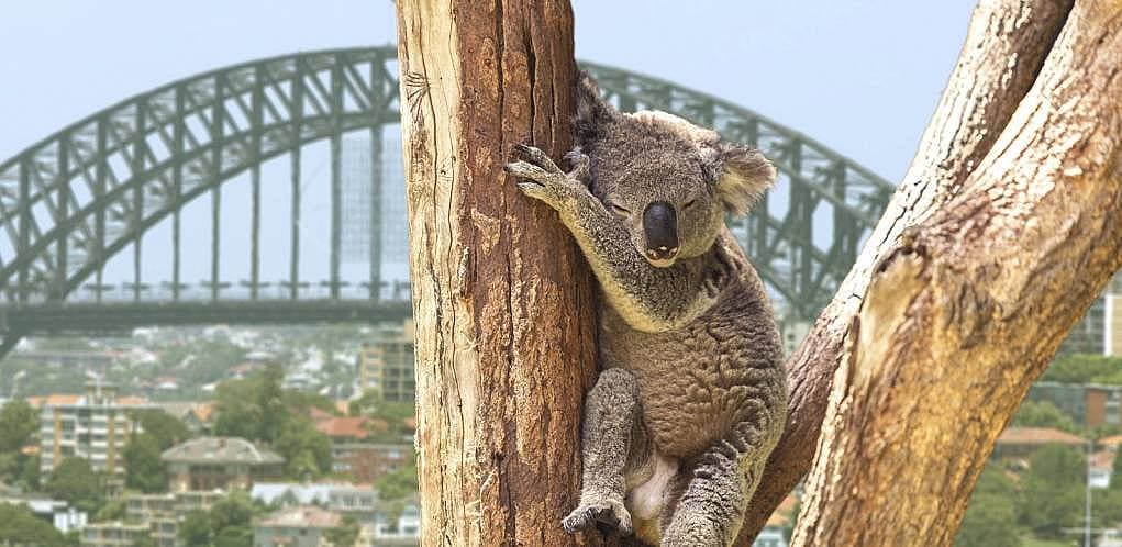 2. Hayvanat bahçesindeki doğal yaşamı izleyin.