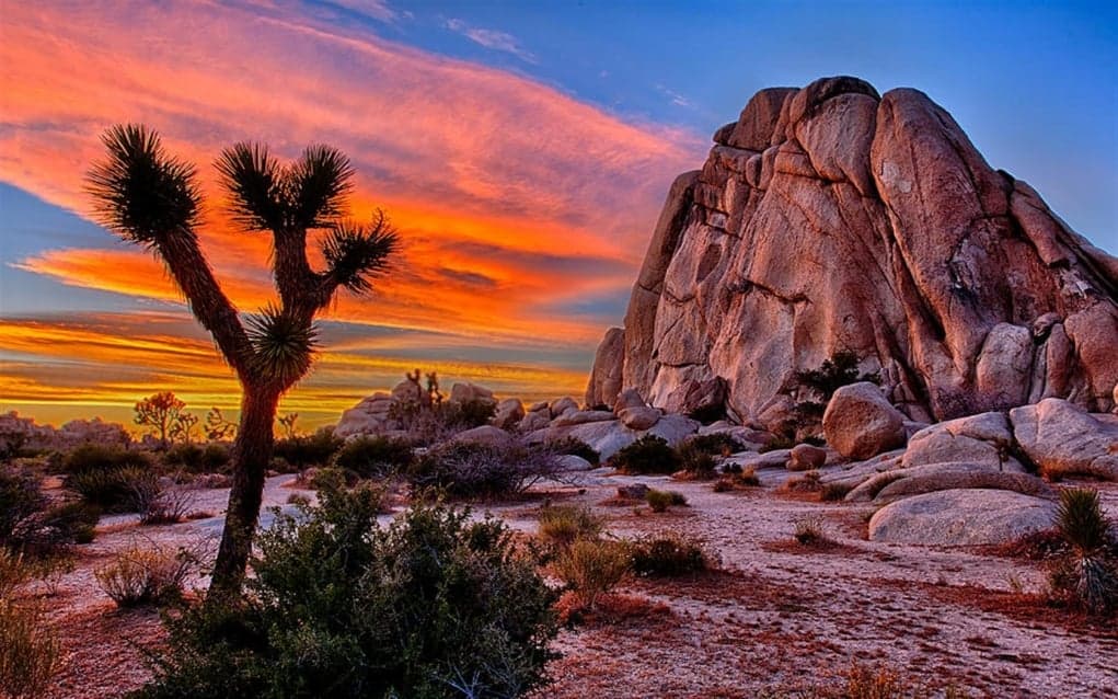 8. Joshua Tree