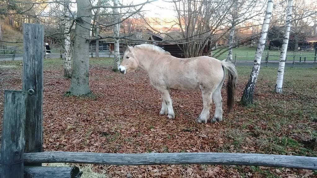 43. Tatlı bir midilli.