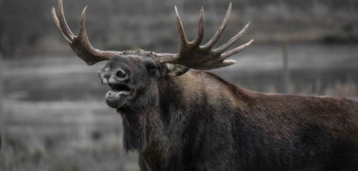 6. Şaşırtan yasakları olan bir eyalettir.