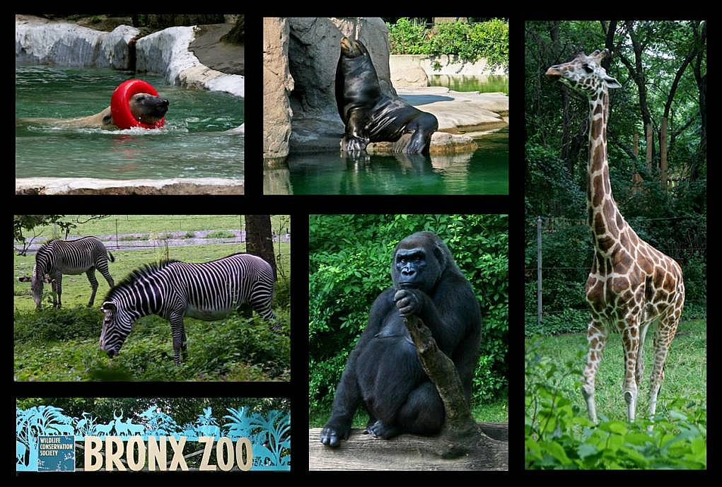 16. Bronx Zoo