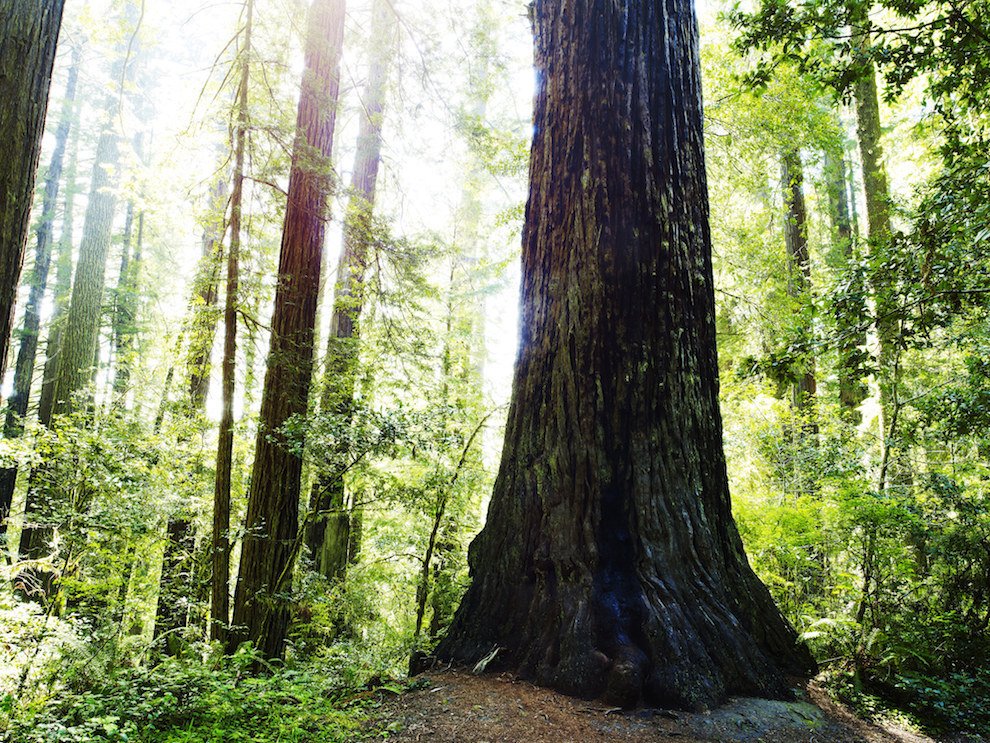 5. Redwood National Park (California)