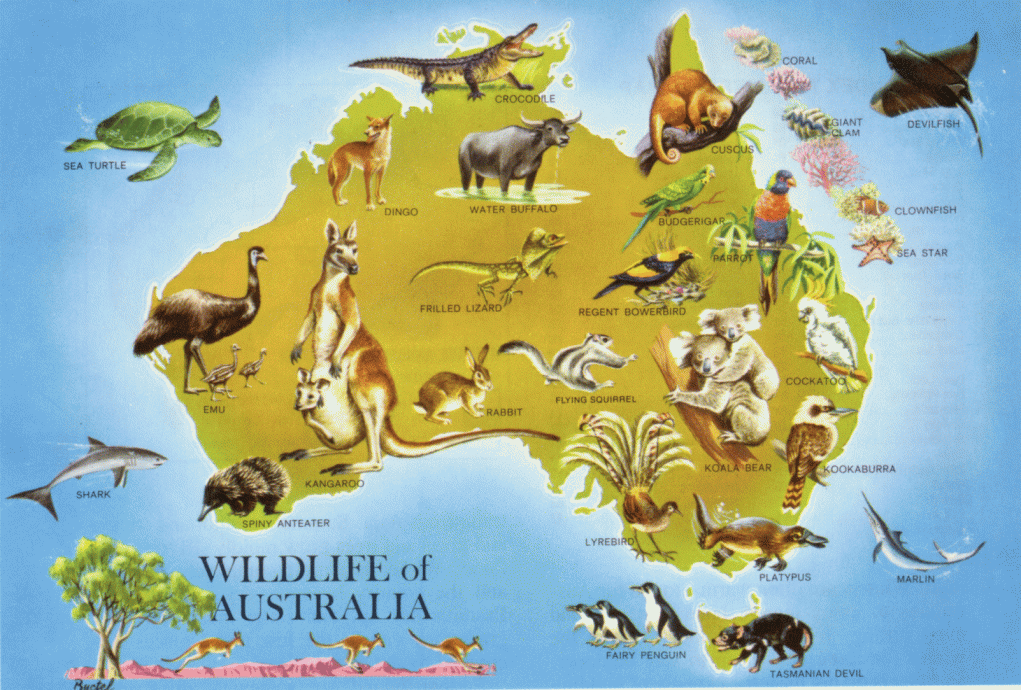 3. Avustralya, dünyanın başka yerinde bulunmayan hayvanları ile de ünlüdür.