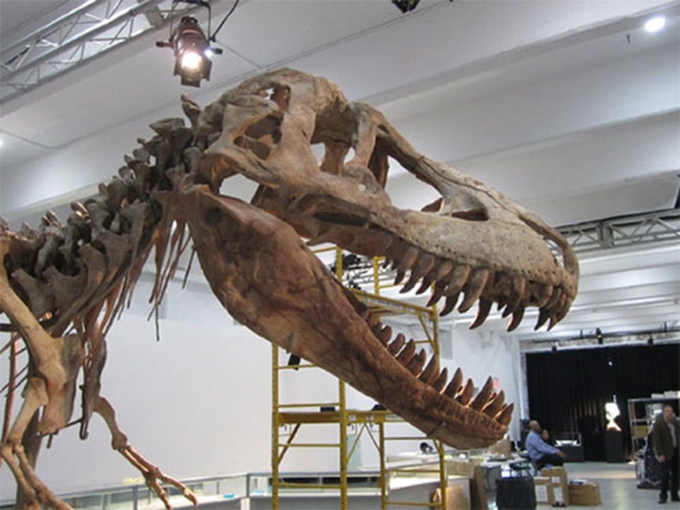 2. Kuzey Amerika'da bulunan dinozor fosilleri, öteki kıtalarda bulunanlardan çok daha fazladır.