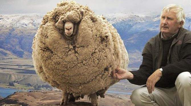 2. Avustralya dünyada en çok koyunun bulunduğu ve en çok yün üreten ülkedir.