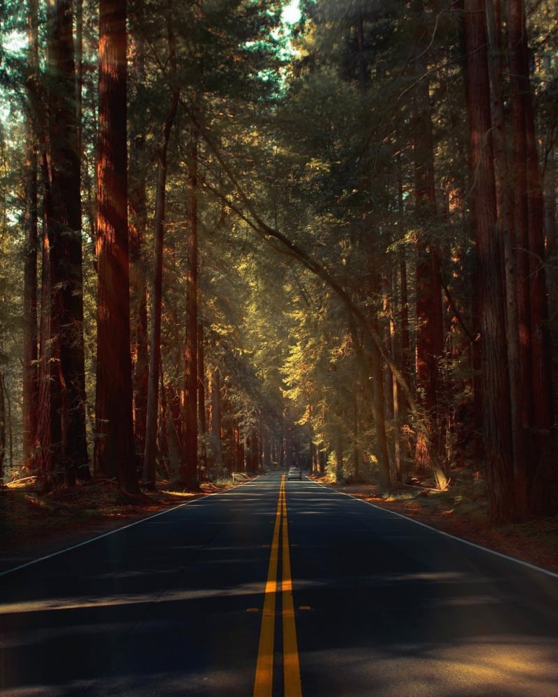 3. Redwood - Kaliforniya