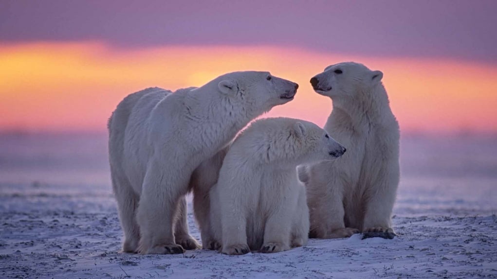 4. Polar Bears of Churchill, Manitoba