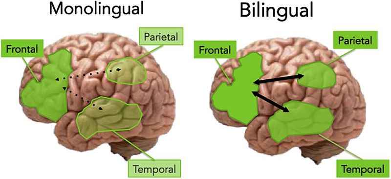 2. Birden fazla dil bilenlerin beyni tek dil bilenlerden farklı işliyor.