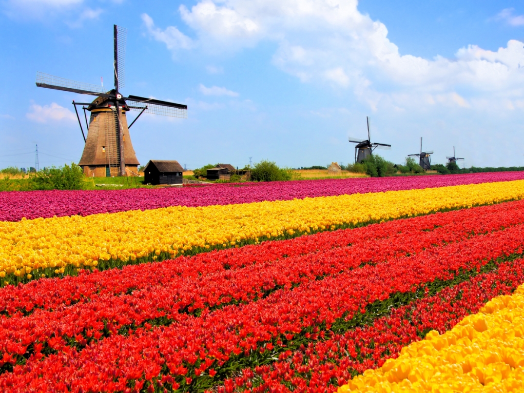 7. Dünya'nın En Büyük Çiçek Bahçesi Hollanda'da Bulunmaktadır